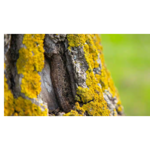 Effective Treatments for Wood Fungus