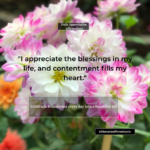 Daily Appreciation Affirmations for Contentment